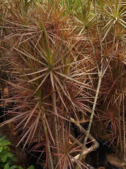 A group of Dracaena Marginata, or Dragon Trees, with their spiky, red-edged leaves. They add a sharp, architectural element to any garden.