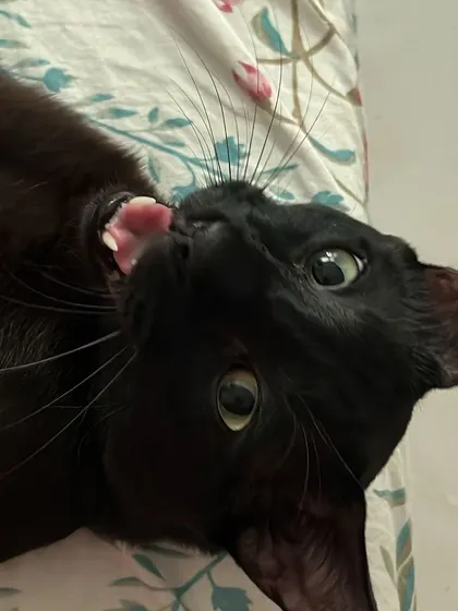 This is Friday, one of the most affectionate black cats I've ever hosted. I've always dreamed of having a black cat, so getting to care for them is extra special for me.