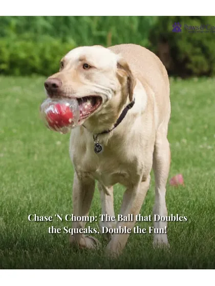A Labrador has a blast fetching the Chase 'N Chomp Squeaker Ball. This toy is great for outdoor play, as it's durable, bouncy, and even floats in water.