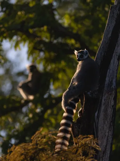 A ring-tailed lemur with its distinctive tail, backlit by the morning sun. Another lemur is visible in the background, giving a sense of the social nature of these fascinating primates.
