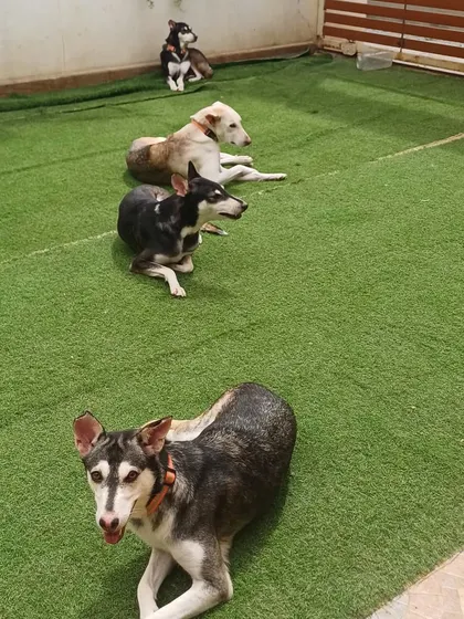 The Indie squad, lined up and alert. This shows their natural pack instinct and how they look out for each other.