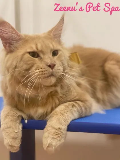 The majestic Sir Freddie, a stunning ginger Maine Coon, relaxing after his spa treatment. Handling large breeds like him requires a calm and patient approach to thoroughly brush out their thick fur, leaving it healthy and tangle-free.