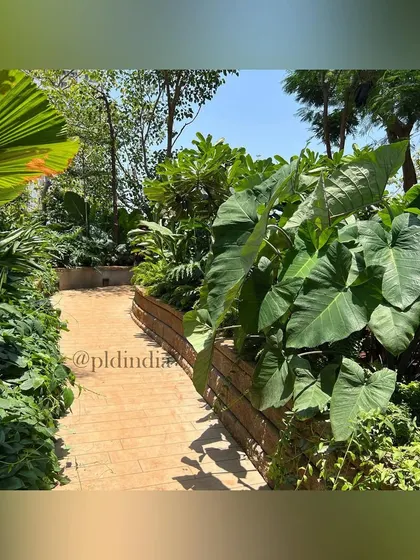 This path is flanked by enormous Alocasia leaves, creating a dramatic, jungle-like atmosphere. The use of large-scale foliage in a narrow space enhances the sense of immersion.