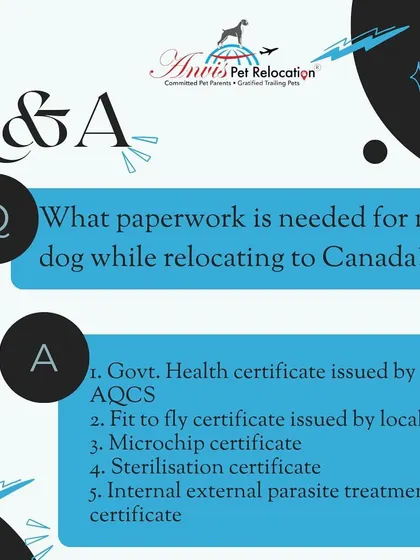 Relocating to Canada requires specific paperwork. This includes a government health certificate, a fit-to-fly certificate from your vet, microchip and sterilization certificates, and proof of parasite treatment.