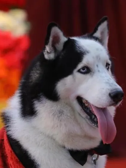 A full birthday bash for Oscar the Husky. These photos show the whole celebration, from his dapper party outfit and custom cake to the joyful moments with his entire family. We help make these core memories happen.