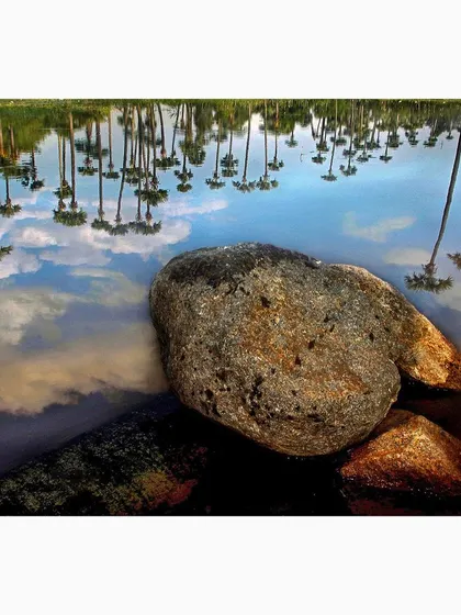 An inverted world seen in the reflection of a pond in Tamil Nadu. The palm trees and clouds are perfectly mirrored in the water, creating a surreal landscape that plays with perception. The rocks anchor the image in reality.