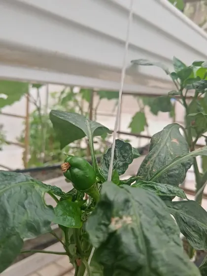 A young capsicum, or bell pepper, beginning to form. We manage the entire growth cycle to ensure the final product is flawless.