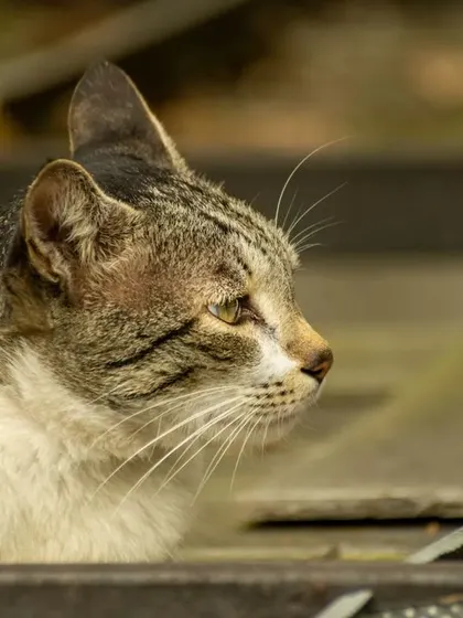 A side profile of the cat, looking alert and curious.