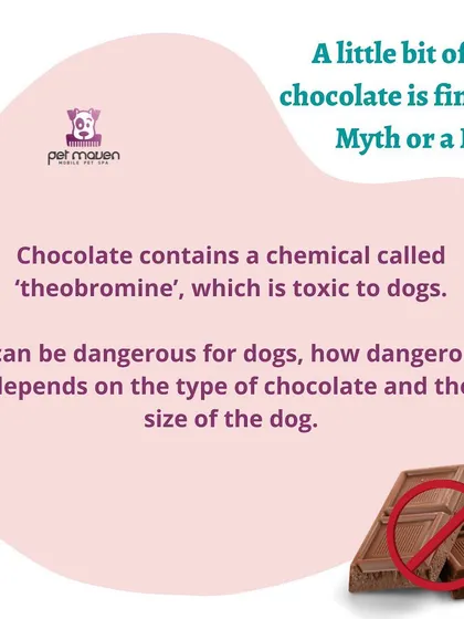 Myth vs. Fact: Is a little chocolate okay for dogs? We break down why chocolate is dangerous for dogs due to the chemical theobromine and advise keeping it away from your pets.