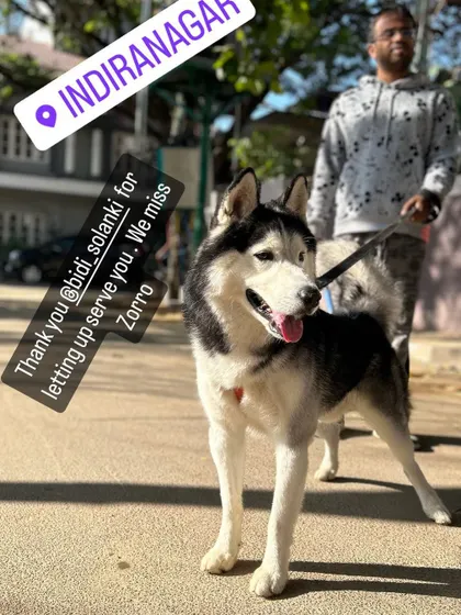 Zorro the Husky out for his walk in Indiranagar. We're so happy to receive such kind words from our clients.