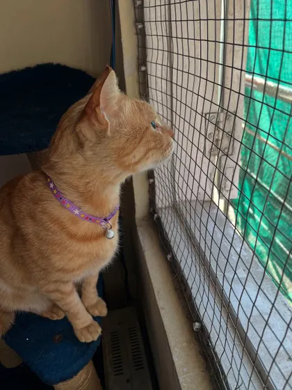 Ziggy doing some serious bird-watching from his perch on the cat tree by the catio window. The netting is super secure so you never have to worry.