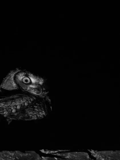 A juvenile Indian Eagle Owl, a 'ghost in the city', illuminated by a single light bulb from a nearby house, creating a moody, dramatic scene.