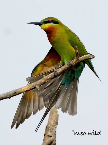 A Blue-tailed Bee-eater spreads its wings, revealing the beautiful array of colors underneath. These birds are aerial acrobats, catching insects mid-flight.