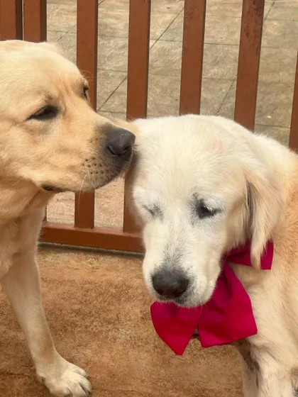 A tender moment between two furry friends.