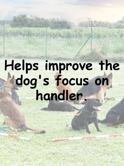 With so much going on, group classes are the perfect place to improve your dog's focus on you, their handler. This strengthens your connection and makes them more reliable.