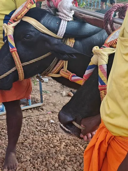 A close-up of a Kambala buffalo, showing the intricate, colorful harness used during the race.