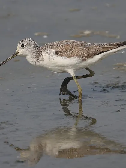 The Common Greenshank is a migratory wader that winters in India and other parts of Asia. This one was photographed foraging in the mudflats, a typical habitat for this species.