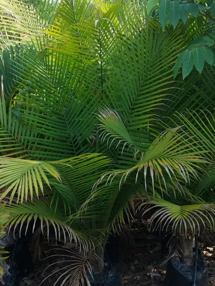 The beautiful, fan-like fronds of a palm tree, creating a dense and textured look.