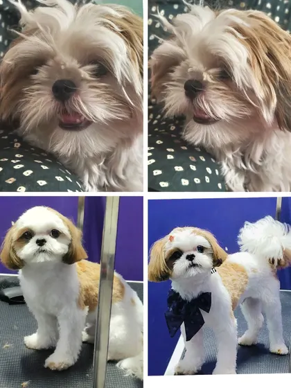 This little doll's grooming session was a success. Look at that perfect, rounded face cut.
