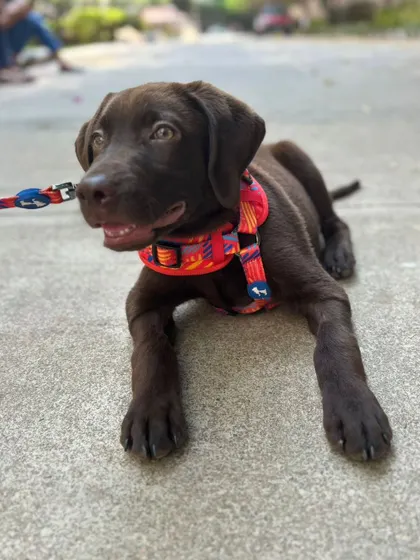 That adorable puppy face! Zoro is at the perfect age to start his puppy foundation program and build good habits for life.