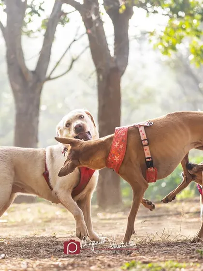 A moment of high drama at the dog park. Capturing interactions between dogs, whether playful or tense, tells a story about their social lives.