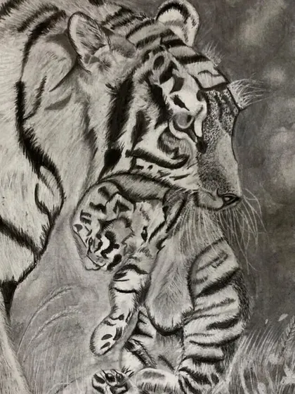 A touching charcoal piece by my 13-year-old student, Aryan, showing a mother tiger with her cub. This drawing demonstrates his ability to convey emotion and a sense of connection.
