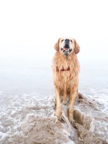 A Golden Retriever stands at the edge of the surf, looking up with a happy expression as the white foam washes over its paws. The foggy background gives the image a dreamy quality.