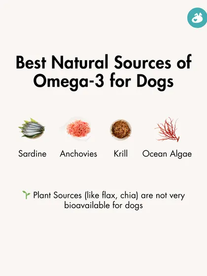 What are the best natural sources of Omega-3 for dogs? This graphic highlights marine sources like sardines, anchovies, and ocean algae, while noting that plant sources like flax are not as bioavailable for dogs.