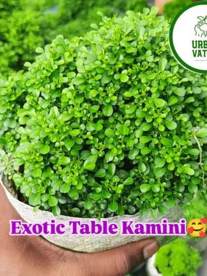 The exotic Table Kamini is a dwarf variety that can be kept as a beautiful, compact bush.