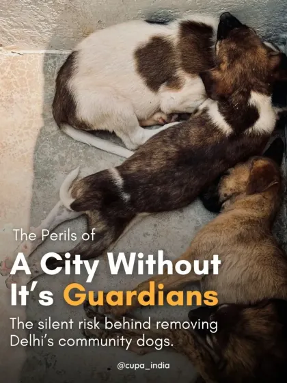 The title image for a campaign I ran, highlighting the silent risks of removing Delhi's community dogs, our city's guardians.