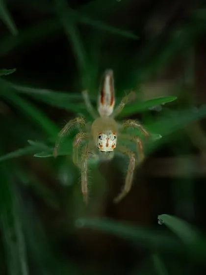 A tiny jumping spider in the grass. Its face almost looks like a mask. These small spiders have excellent vision and are very curious, often turning to look right at the camera.