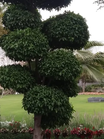 An example of my topiary work on a Ficus tree. Through careful and regular pruning, I can shape trees into living sculptures that become a unique focal point in any garden.