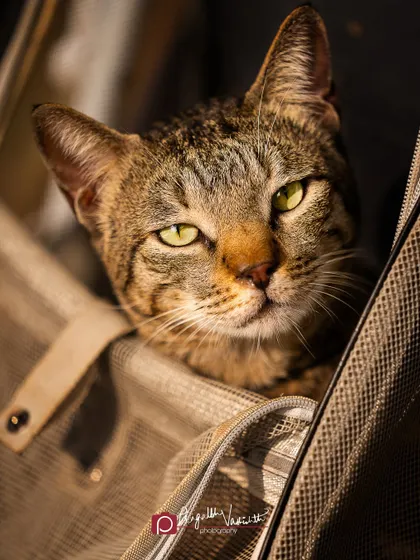 The intense, golden-eyed stare of a tabby cat, captured in a moment of beautiful sunlight. This was a lucky, unplanned shot at a pet event.