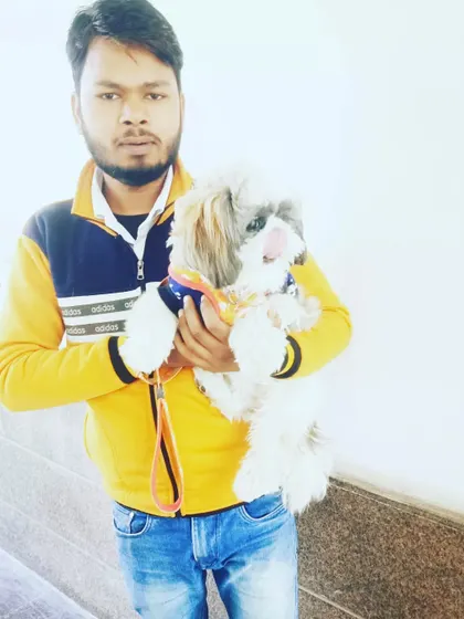 Holding a cute Shih Tzu. I am just as comfortable and gentle with small and toy breeds, ensuring they feel secure during our walks.