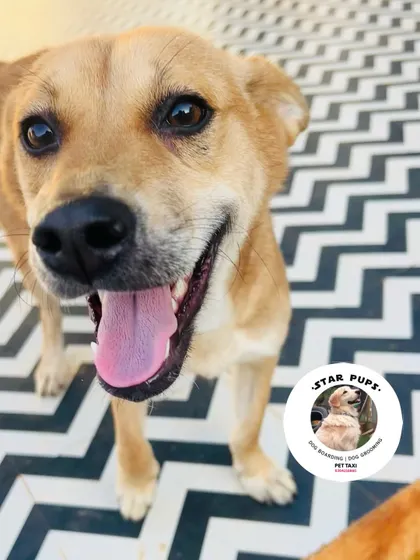 What a smile! This happy Indie dog is loving the attention and camera time. We believe every dog is beautiful.