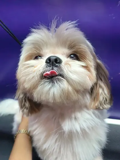 That little tongue peeking out is the seal of approval for a great grooming session.