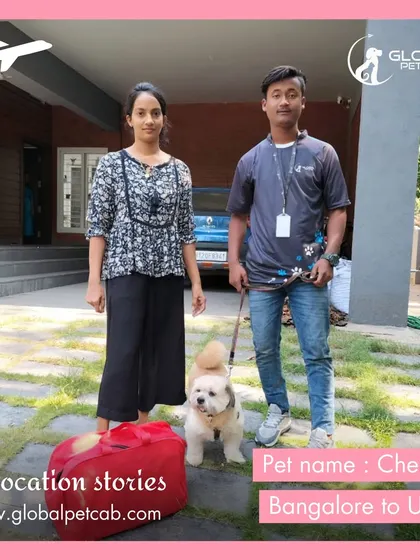 Cherry, a sweet Shih Tzu, is ready for her journey from Bangalore to the USA. Our team member is there for the home pickup, marking the first step of our door-to-door service.