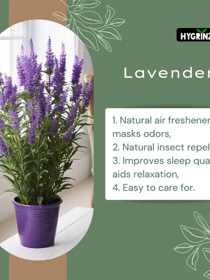 Lavender is a natural air freshener and insect repellent. Its calming scent is also known to improve sleep quality, making it a perfect bedroom plant.