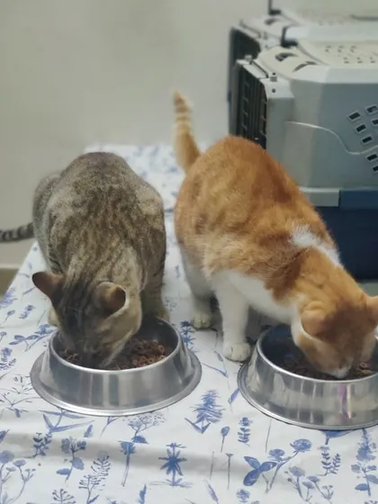 Good morning. Two friends, a tabby and a ginger cat, starting their day with a healthy breakfast.
