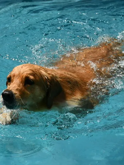 This Golden Retriever is in his element, captured mid-paddle during a fun swim session. Swimming is a great low-impact exercise, especially for retriever breeds that naturally love the water.