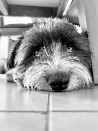A close-up of Ollie's face in black and white. You can see so much emotion and soul in his eyes.