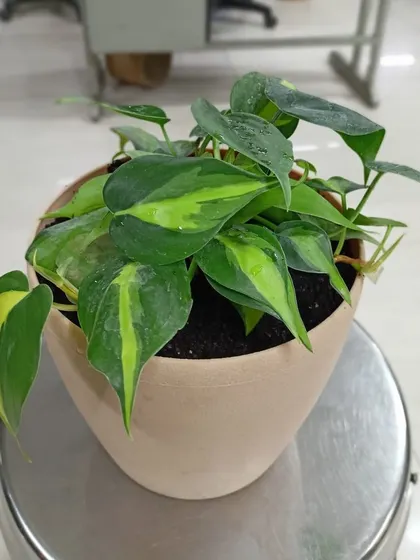 The Philodendron Brasil has beautiful heart-shaped leaves with splashes of yellow and lime green. It's a fast-growing vining plant that's perfect for hanging baskets or shelves.