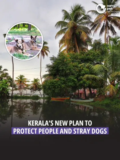 Kerala is introducing mobile sterilization units and allowing euthanasia for terminally ill stray dogs to combat rabies. The plan also includes microchipping to track vaccinations.