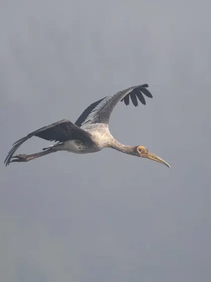 A sub-adult Painted Stork in flight, still showing its duller juvenile plumage.