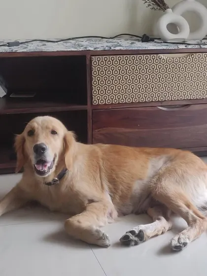 Goldy relaxing in her new home. She is potty trained and can be left alone for short periods.