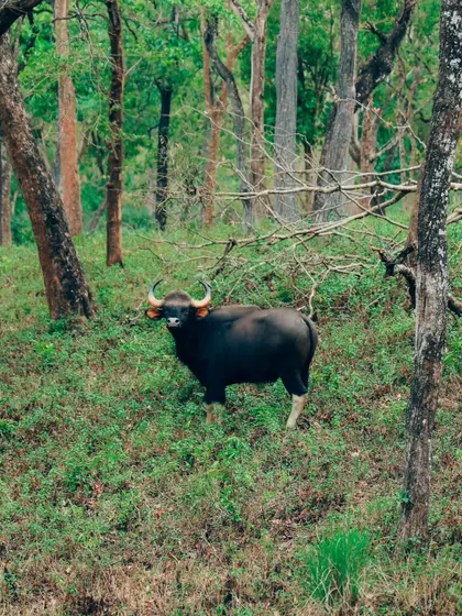 An Indian Gaur standing on a grassy slope, looking directly at the camera. A clear and striking wildlife portrait.