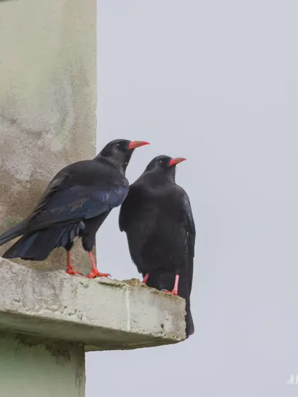 A pair of Red-billed Choughs perched on a ledge in Nathang Valley, Sikkim. They are social birds and we often find them in pairs or small flocks.