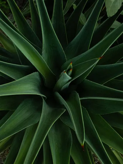 A close-up of an agave plant, its powerful, sculptural form representing the wild beauty of the landscape we inhabit.