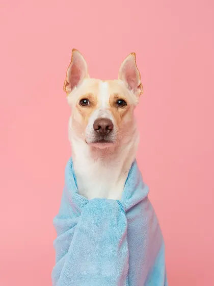 All wrapped up and cozy in a towel after a bath. The simple pink background really makes the subject pop.