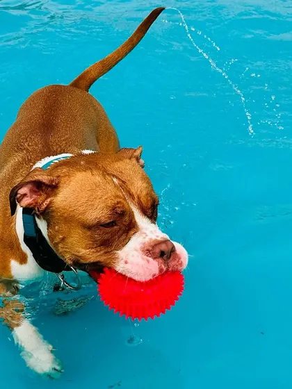 This action shot captures the excitement of water fetch. The bright red ball is easy to spot in the clear blue water.